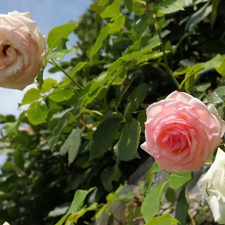 B&B Rovezzano 피렌체